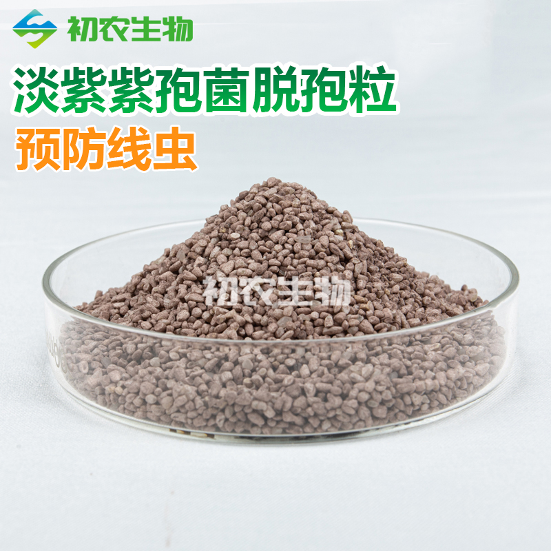 淡紫紫孢菌脫孢粒（青霉類）