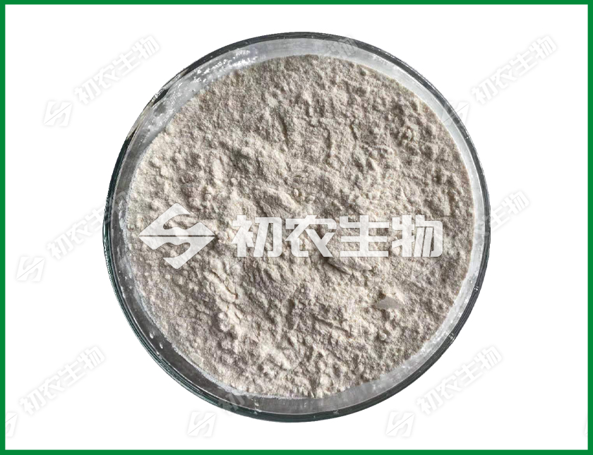 大豆根瘤菌（根瘤菌類）