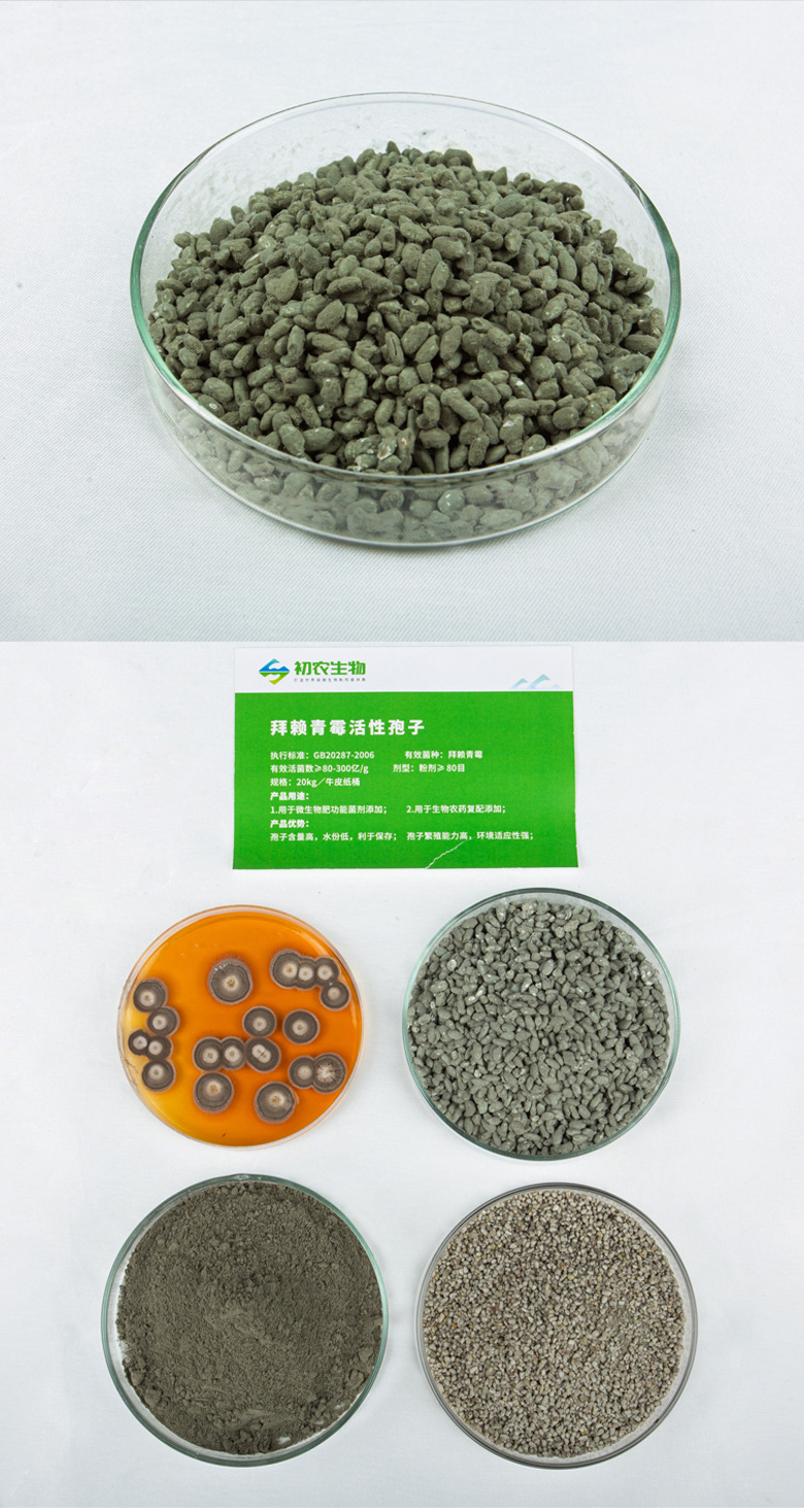 拜賴青霉（青霉類）(圖2)