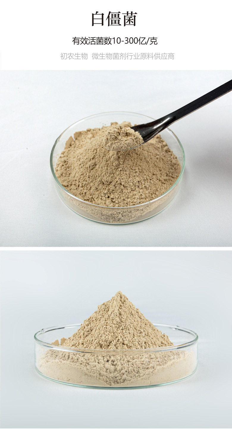 白僵菌（蟲生真菌類）(圖1)