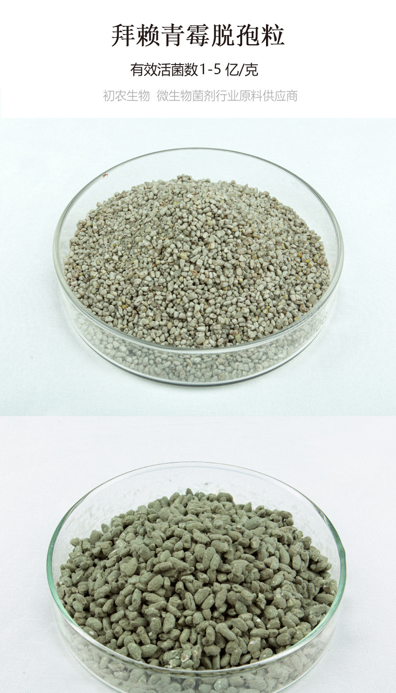 拜賴青霉脫孢粒(青霉類)(圖1)